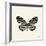 Butterfly VIII BW Crop-Debra Van Swearingen-Framed Art Print