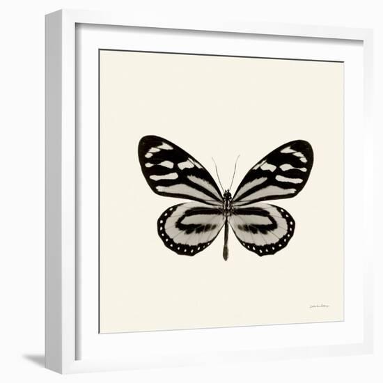 Butterfly VIII BW Crop-Debra Van Swearingen-Framed Art Print