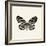 Butterfly VIII BW Crop-Debra Van Swearingen-Framed Art Print