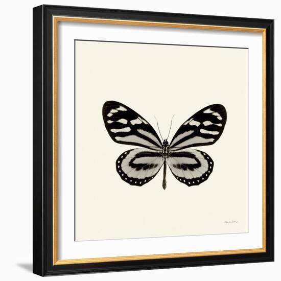 Butterfly VIII BW Crop-Debra Van Swearingen-Framed Art Print