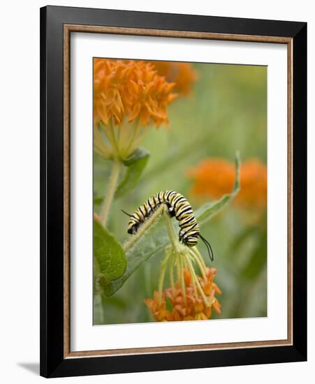 Butterfly Weed a Kind of Milkweed, Prairie, Jenson Lake Park, Eagan, Minnesota, Usa-Rob Sheppard-Framed Photographic Print