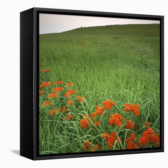 Butterfly Weed, Konza Prairie Natural Area, Kansas, USA-Charles Gurche-Framed Premier Image Canvas