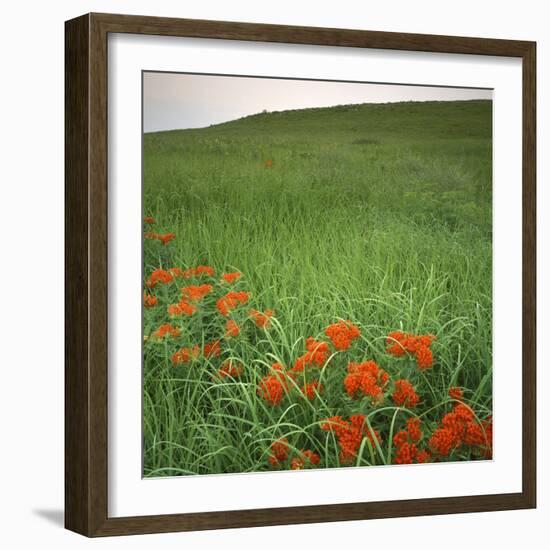 Butterfly Weed, Konza Prairie Natural Area, Kansas, USA-Charles Gurche-Framed Photographic Print