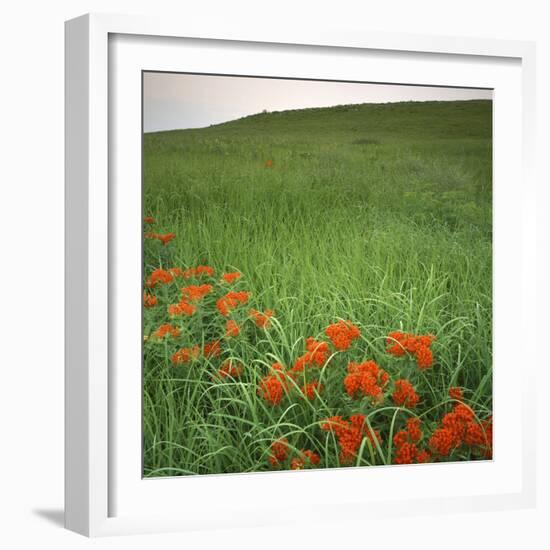 Butterfly Weed, Konza Prairie Natural Area, Kansas, USA-Charles Gurche-Framed Photographic Print