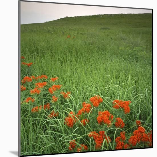 Butterfly Weed, Konza Prairie Natural Area, Kansas, USA-Charles Gurche-Mounted Photographic Print