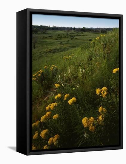 Butterfly Weed, Sand Hills State Park, Kansas, USA-Charles Gurche-Framed Premier Image Canvas