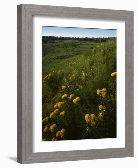 Butterfly Weed, Sand Hills State Park, Kansas, USA-Charles Gurche-Framed Photographic Print