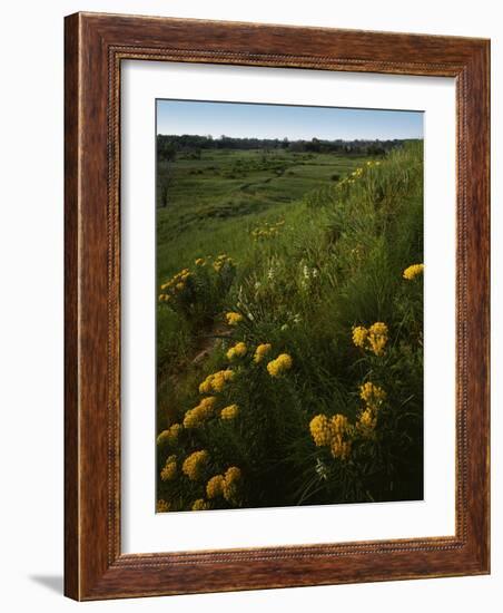 Butterfly Weed, Sand Hills State Park, Kansas, USA-Charles Gurche-Framed Photographic Print