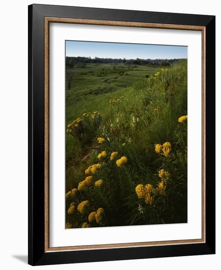 Butterfly Weed, Sand Hills State Park, Kansas, USA-Charles Gurche-Framed Photographic Print