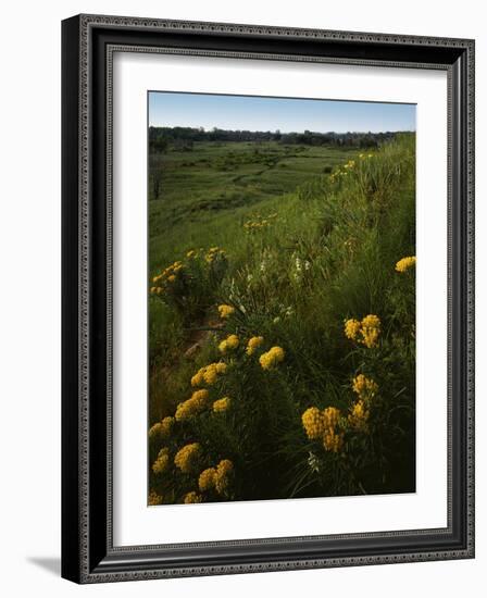 Butterfly Weed, Sand Hills State Park, Kansas, USA-Charles Gurche-Framed Photographic Print