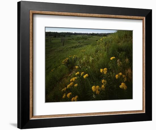 Butterfly Weed, Sand Hills State Park, Kansas, USA-Charles Gurche-Framed Photographic Print