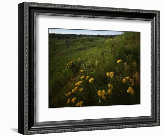 Butterfly Weed, Sand Hills State Park, Kansas, USA-Charles Gurche-Framed Photographic Print