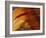 Butterfly Wing Detail-Gavriel Jecan-Framed Photographic Print