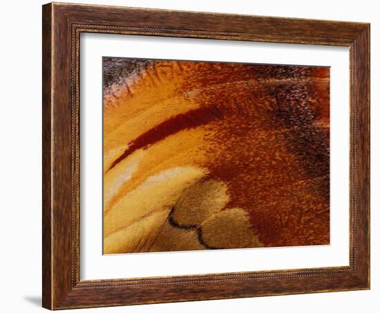 Butterfly Wing Detail-Gavriel Jecan-Framed Photographic Print