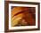 Butterfly Wing Detail-Gavriel Jecan-Framed Photographic Print