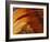 Butterfly Wing Detail-Gavriel Jecan-Framed Photographic Print