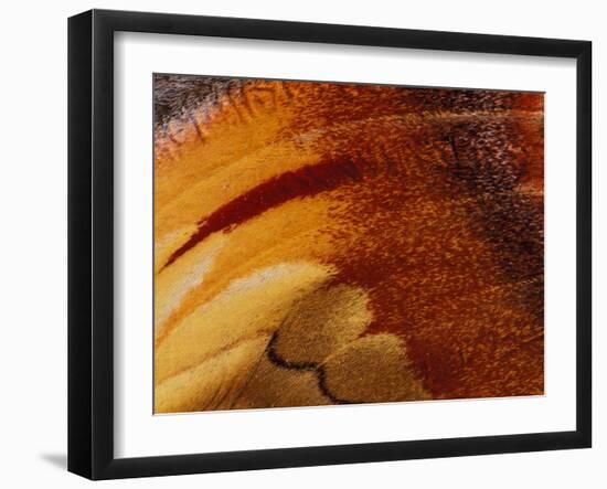 Butterfly Wing Detail-Gavriel Jecan-Framed Photographic Print