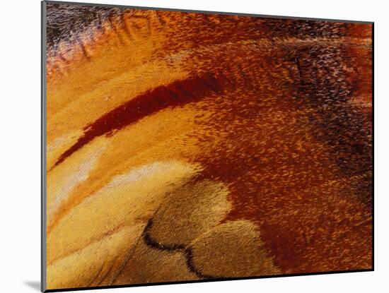 Butterfly Wing Detail-Gavriel Jecan-Mounted Photographic Print