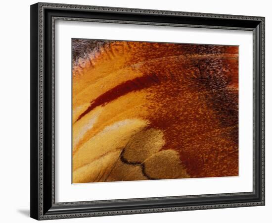 Butterfly Wing Detail-Gavriel Jecan-Framed Photographic Print