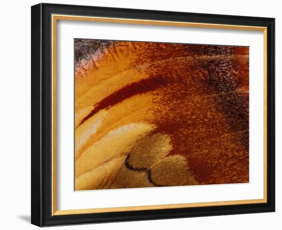 Butterfly Wing Detail-Gavriel Jecan-Framed Photographic Print