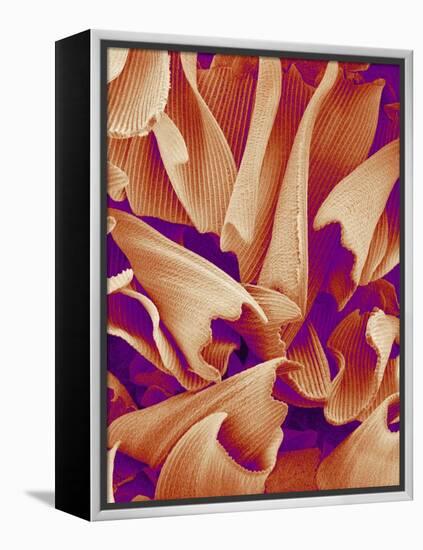 Butterfly Wing Scales, SEM-Susumu Nishinaga-Framed Premier Image Canvas