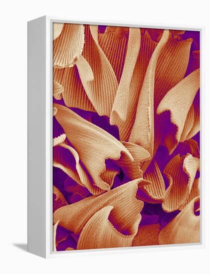 Butterfly Wing Scales, SEM-Susumu Nishinaga-Framed Premier Image Canvas