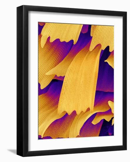 Butterfly Wing Scales, SEM-Susumu Nishinaga-Framed Photographic Print