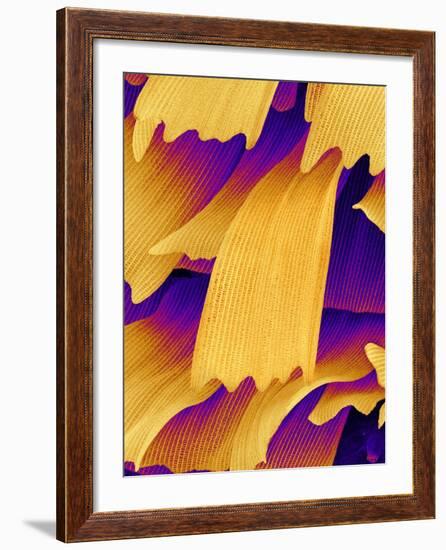 Butterfly Wing Scales, SEM-Susumu Nishinaga-Framed Photographic Print