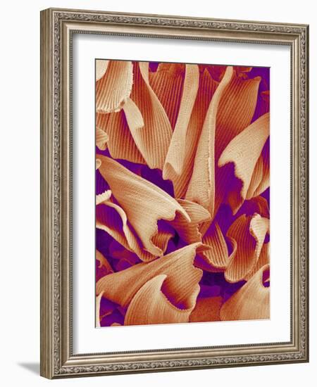 Butterfly Wing Scales, SEM-Susumu Nishinaga-Framed Photographic Print