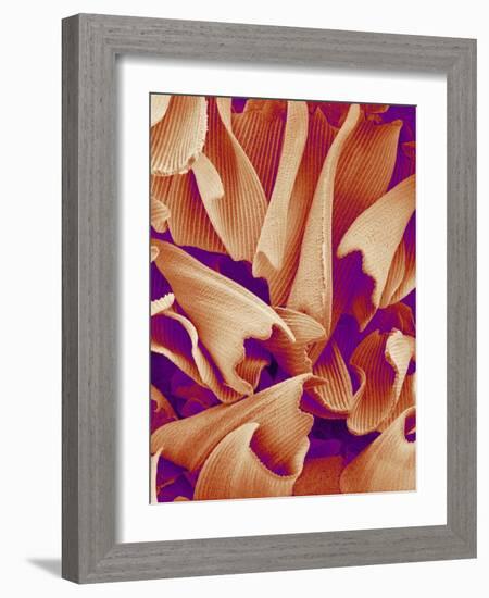 Butterfly Wing Scales, SEM-Susumu Nishinaga-Framed Photographic Print