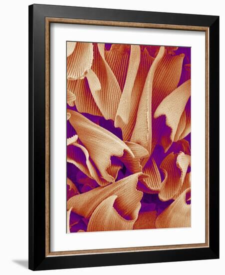 Butterfly Wing Scales, SEM-Susumu Nishinaga-Framed Photographic Print