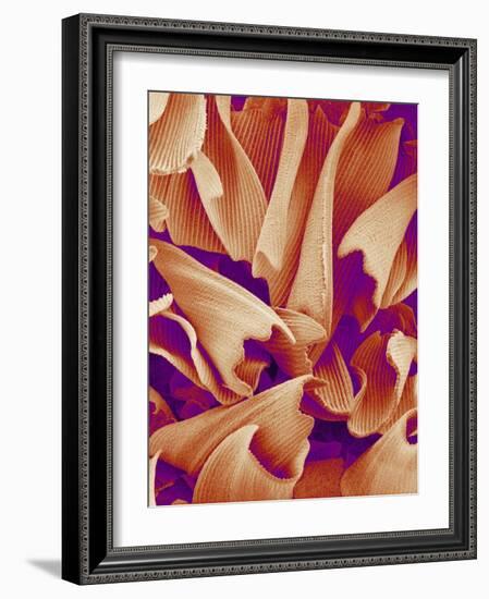 Butterfly Wing Scales, SEM-Susumu Nishinaga-Framed Photographic Print