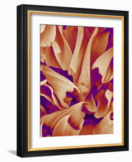 Butterfly Wing Scales, SEM-Susumu Nishinaga-Framed Photographic Print