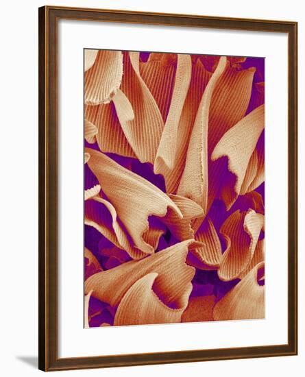 Butterfly Wing Scales, SEM-Susumu Nishinaga-Framed Photographic Print