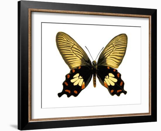 Butterfly with Orange-Julia Bosco-Framed Art Print