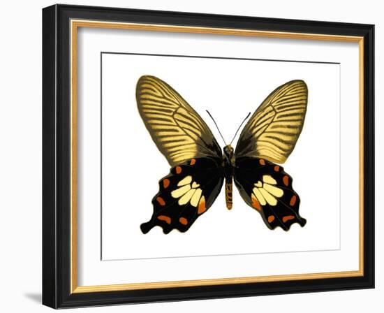 Butterfly with Orange-Julia Bosco-Framed Art Print
