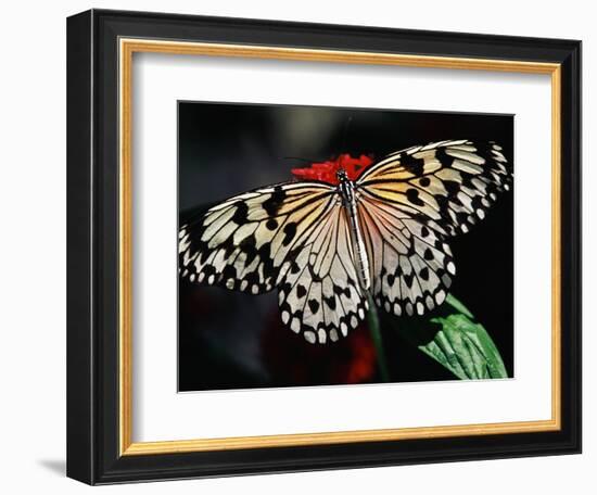 Butterfly with Wings Outstretched-Darrell Gulin-Framed Photographic Print