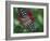 Butterfly World, Ft Lauderdale, Florida, USA-Michele Westmorland-Framed Photographic Print