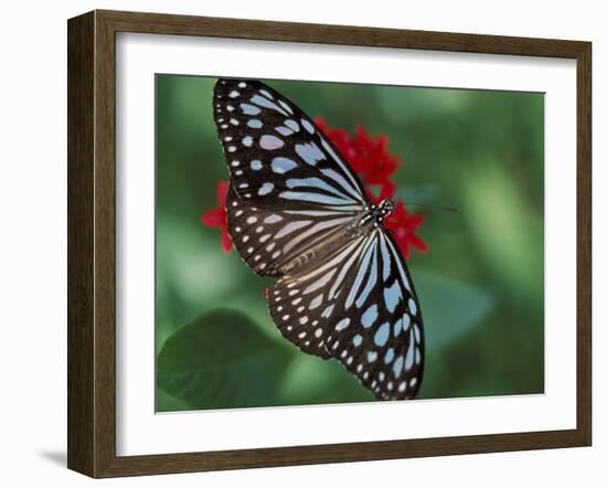 Butterfly World, Ft Lauderdale, Florida, USA-Michele Westmorland-Framed Photographic Print