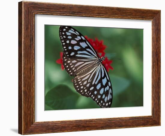 Butterfly World, Ft Lauderdale, Florida, USA-Michele Westmorland-Framed Photographic Print