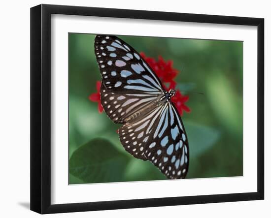 Butterfly World, Ft Lauderdale, Florida, USA-Michele Westmorland-Framed Photographic Print