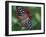 Butterfly World, Ft Lauderdale, Florida, USA-Michele Westmorland-Framed Photographic Print