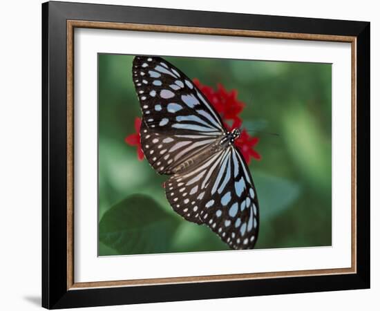 Butterfly World, Ft Lauderdale, Florida, USA-Michele Westmorland-Framed Photographic Print