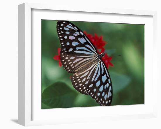 Butterfly World, Ft Lauderdale, Florida, USA-Michele Westmorland-Framed Photographic Print