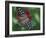 Butterfly World, Ft Lauderdale, Florida, USA-Michele Westmorland-Framed Photographic Print