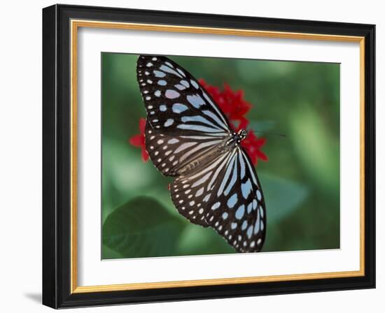 Butterfly World, Ft Lauderdale, Florida, USA-Michele Westmorland-Framed Photographic Print