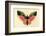 Butterfly-Albert Bierstadt-Framed Premium Giclee Print