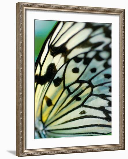 Butterfly-Ella Lancaster-Framed Giclee Print