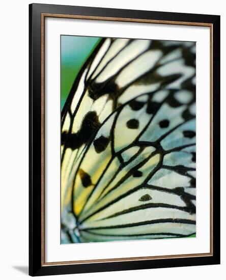 Butterfly-Ella Lancaster-Framed Giclee Print