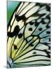 Butterfly-Ella Lancaster-Mounted Giclee Print